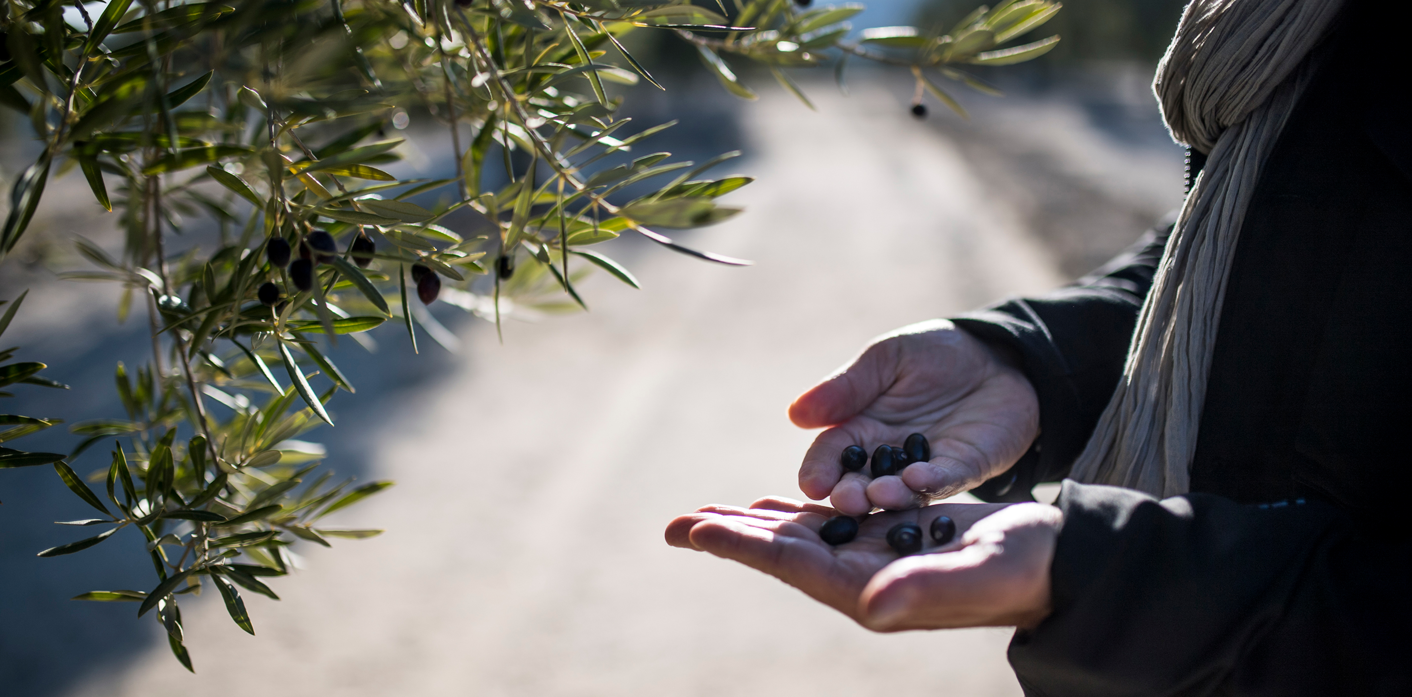 Zoom sur les 2 mains d'Alexis Muñoz, qui tient des olives très mûres, avec des oliviers en fond.