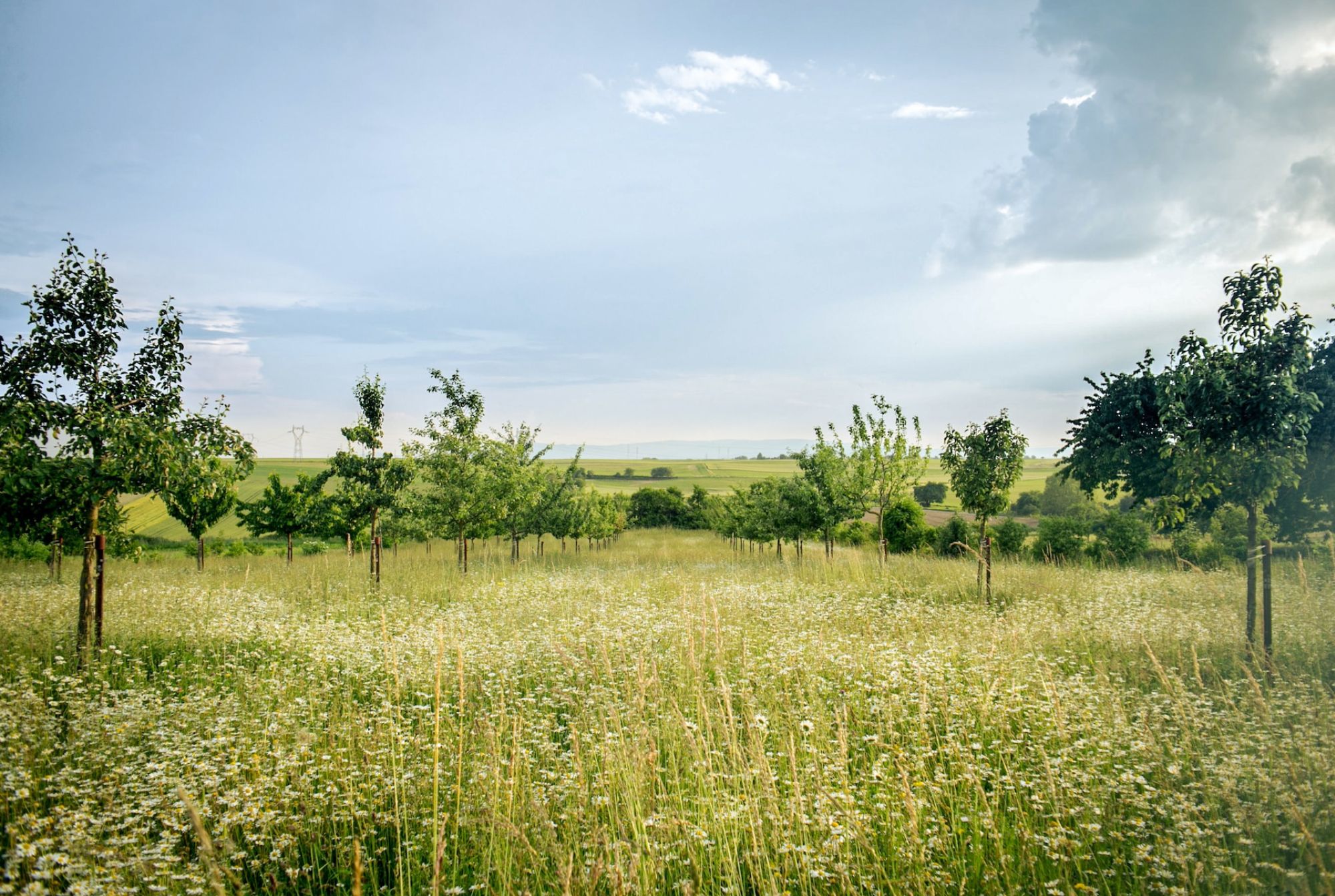 Champs de jeunes arbres, avec des couverts végétaux au sol. 