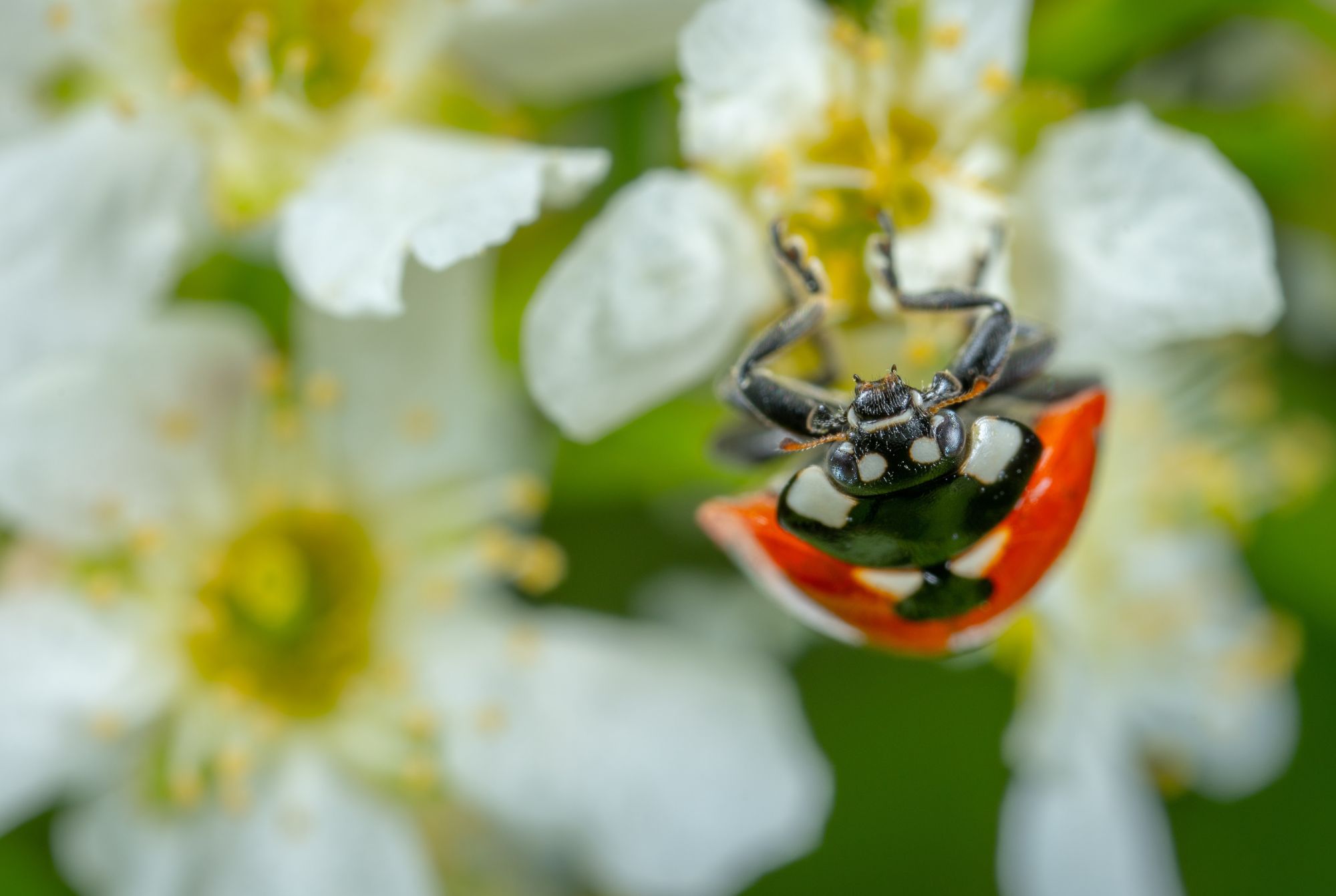 Zoom sur une coccinelle