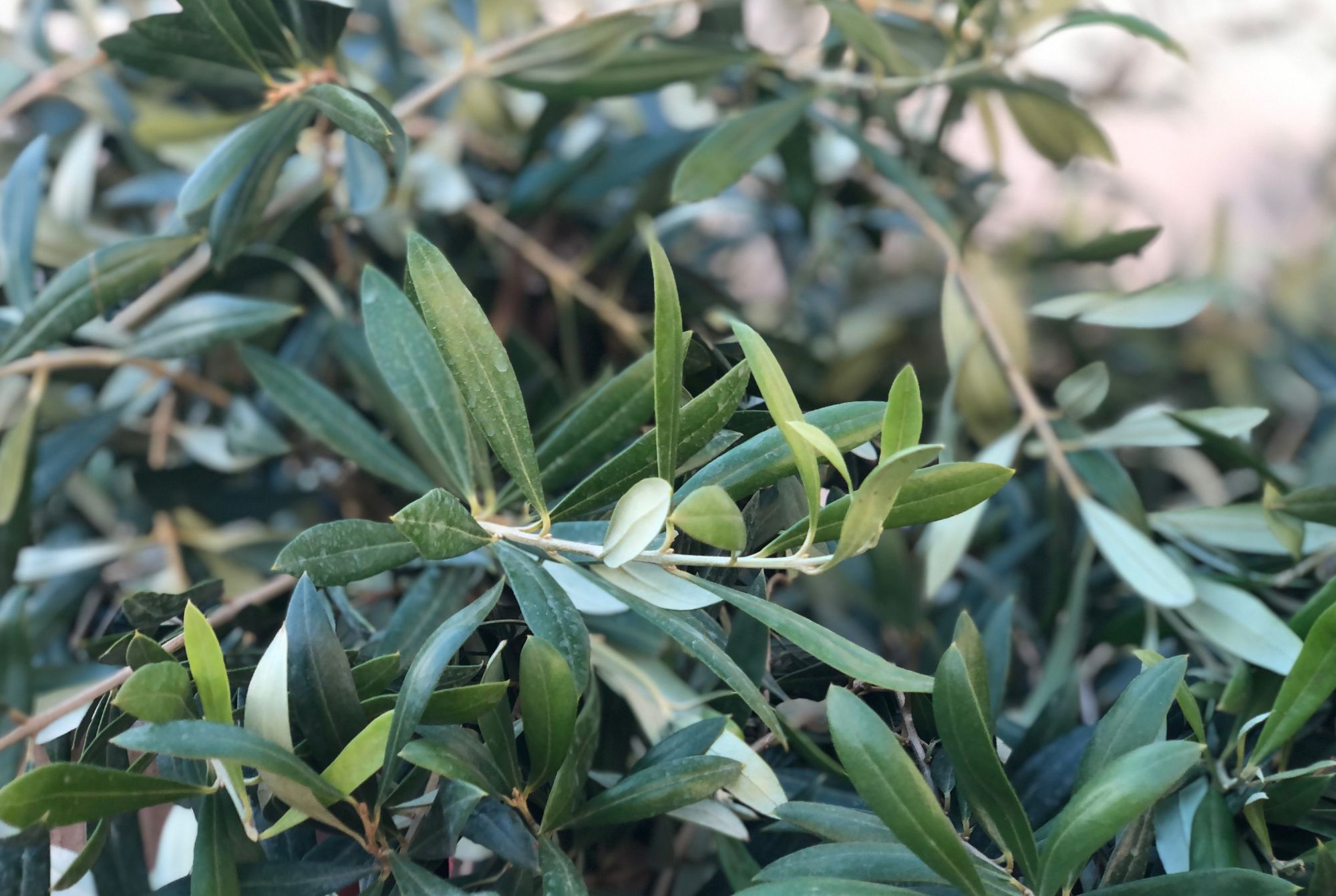 Zoom sur feuilles d'oliviers