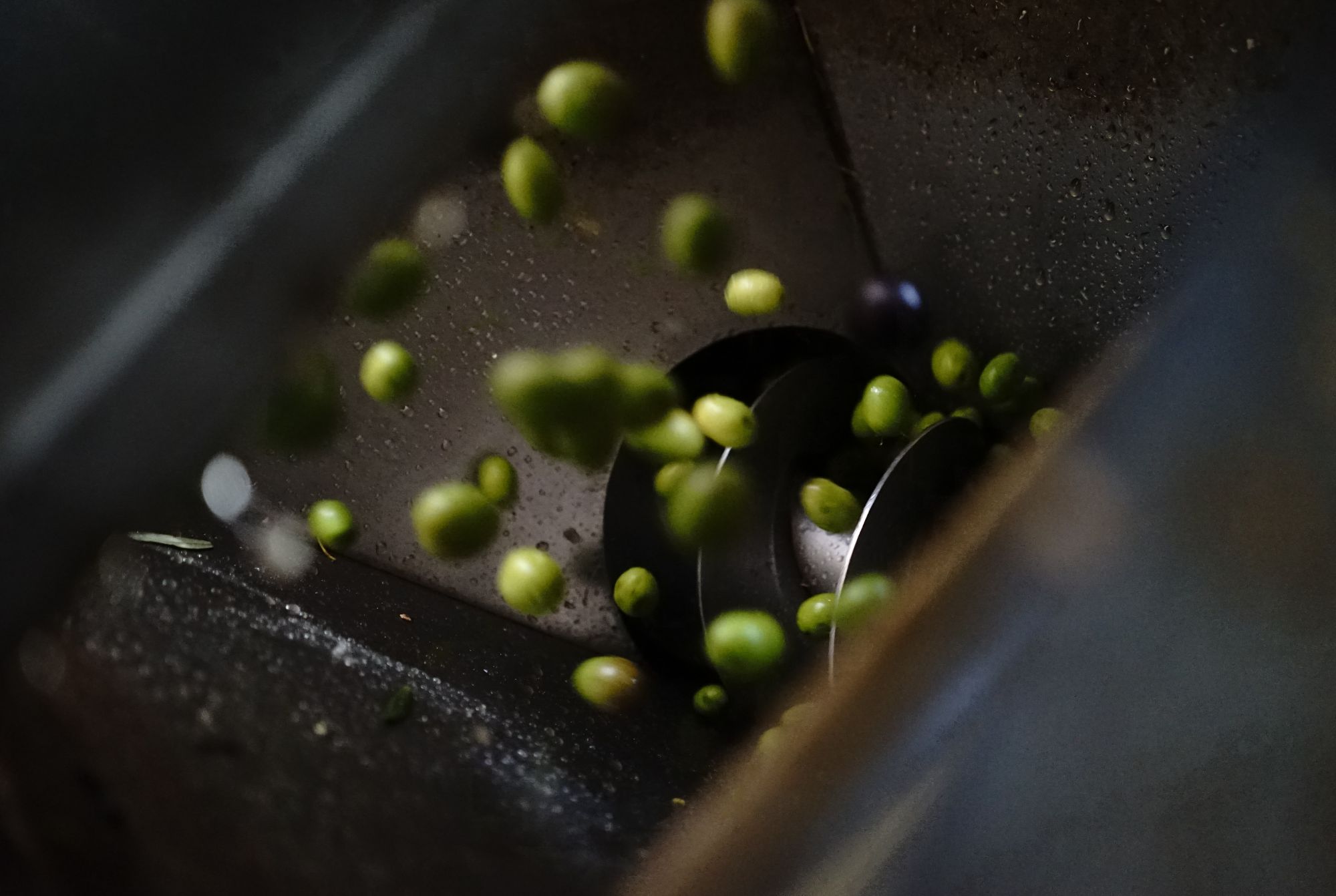 Olives qui tombent dans le broyeur du moulin 