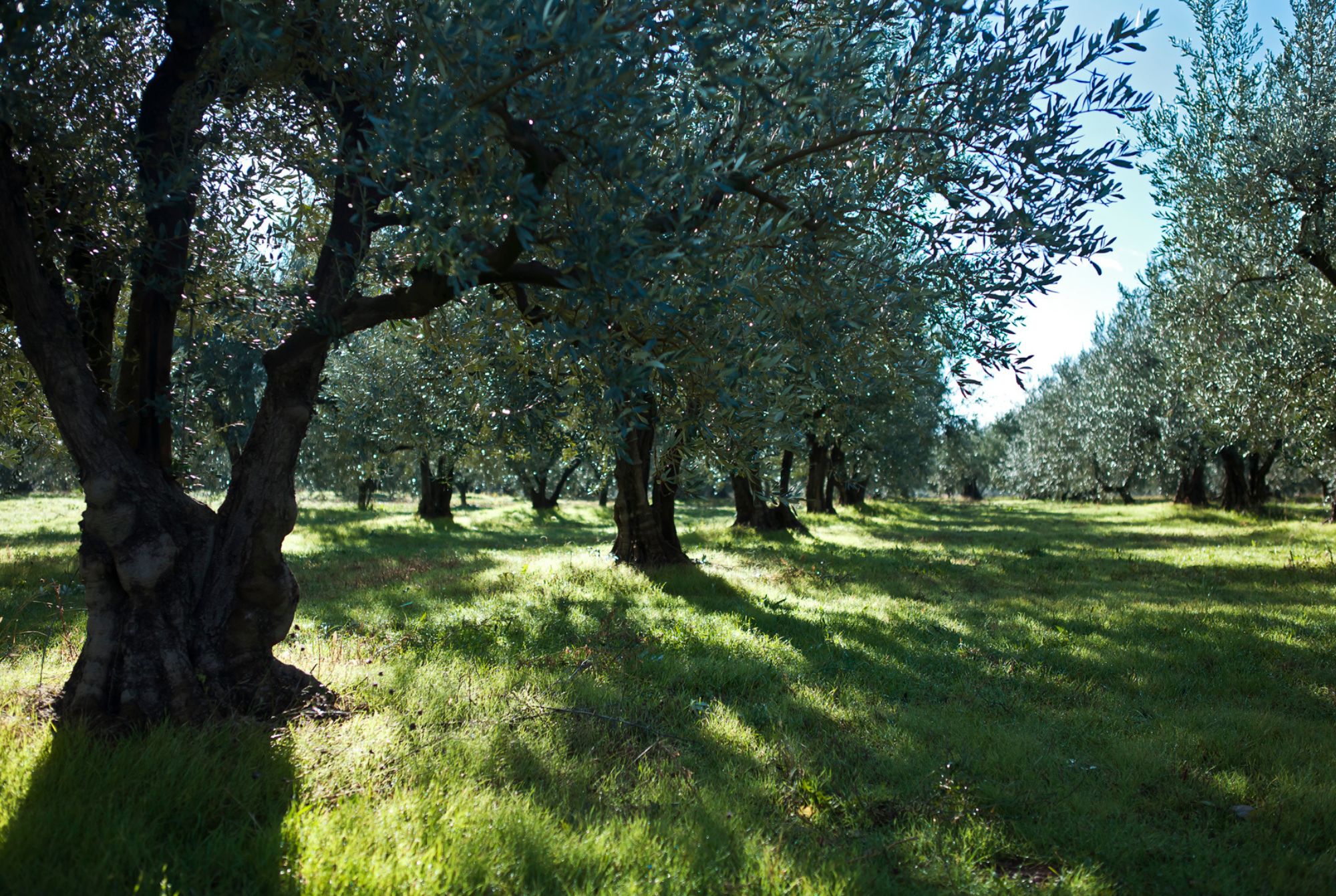 Champ d'oliviers, avec des couverts végétaux au sol 