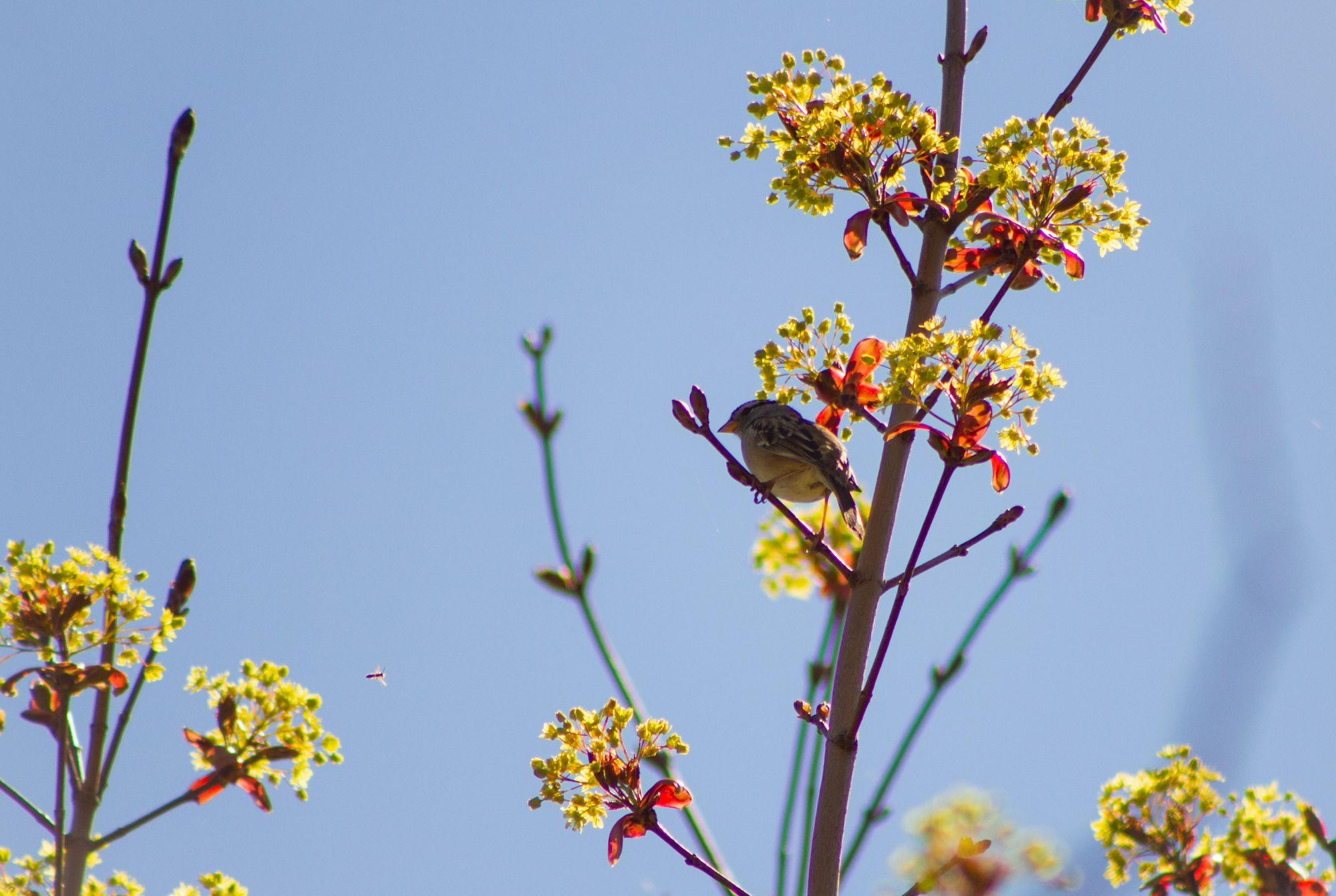 Zoom sur une mésange, posée sur une branche d'arbre avec un ciel bleu en fond. 