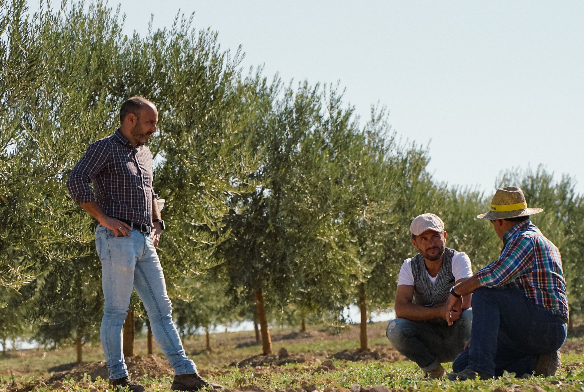 Hommes discutant dans des champs d'oliviers. 